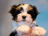 Kilmingas byverio terjeras kergimui - nuotraukos Nr. 24