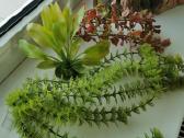 Akvariumo filtras, dirbtiniai augalai - nuotraukos Nr. 2