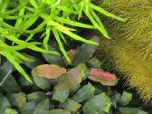 Heteranthera zosterifolia, Bucephalandra - nuotraukos Nr. 4