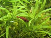 Heteranthera zosterifolia, Red cherry - nuotraukos Nr. 10