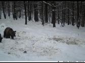 Medžiotojų kamera Hc-940pro su tiesioginiu vaizdu - nuotraukos Nr. 13