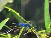 Mėlynos krevetės. Neocaridina Blue Dream - nuotraukos Nr. 2