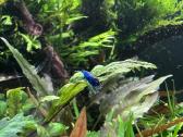 Mėlynos krevetės. Neocaridina Blue Dream - nuotraukos Nr. 5