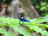 Mėlynos krevetės. Neocaridina Blue Dream - nuotraukos Nr. 4