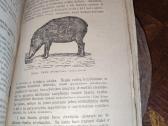 Senos knygos apie gyvulininkyste ir - nuotraukos Nr. 5