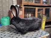 Parduodu grynaveislius belgu milzinus . - nuotraukos Nr. 3