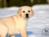 Labradorų veislynas "Burbonas"! - nuotraukos Nr. 24