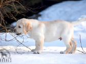 Labradorų veislynas "Burbonas"! - nuotraukos Nr. 27