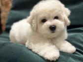 Kilmingi garbanotieji bišonai/ bichon frise - nuotraukos Nr. 15