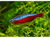 Akvariuminės žuvys - nuotraukos Nr. 4