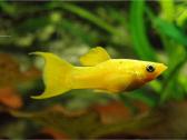 Akvariuminės žuvys - nuotraukos Nr. 5