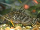 Akvariuminės žuvys - nuotraukos Nr. 6