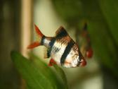 Akvariuminės žuvys - nuotraukos Nr. 7