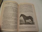 Knyga Lietuvos žemės ūkis 1918-40 B. Povilaitis 97 - nuotraukos Nr. 12