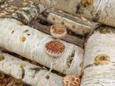 Šitake grybų rąsteliai, shiitake grybai, rąsteliai - nuotraukos Nr. 3
