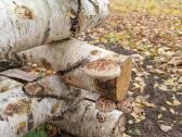 Šitake grybų rąsteliai, shiitake grybai, rąsteliai - nuotraukos Nr. 4