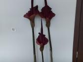 Lavongėlė Amorfofalas Amorphophallus Konjac - nuotraukos Nr. 2