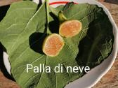 Figmedžiai.gervuogių, vynuogių, bruknių sodinukai. - nuotraukos Nr. 35