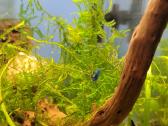 Blue Perl ir Yellow krevetės - nuotraukos Nr. 6