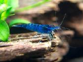 Blue Perl ir Yellow krevetės