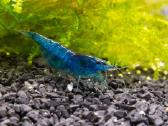 Blue Perl ir Yellow krevetės - nuotraukos Nr. 4