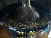 Talpos vyno gamybai