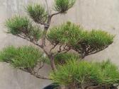 Bonsai - nuotraukos Nr. 7