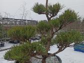Bonsai - nuotraukos Nr. 3