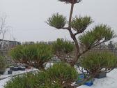 Bonsai - nuotraukos Nr. 17