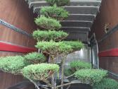 Bonsai - nuotraukos Nr. 12