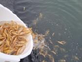 Upėtakių mailius, įžuvinimas, upėtakių veislynas. - nuotraukos Nr. 12