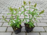 Valgomasis sausmedis - nuotraukos Nr. 7