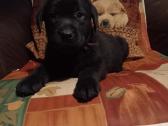 Labradoro Retriverio Šuniukai Iš Veislyno - nuotraukos Nr. 5