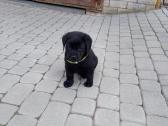 Labradoro Retriverio Šuniukai Iš Veislyno - nuotraukos Nr. 3