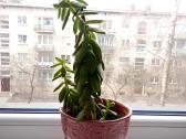 Kambarinė gėlė sukulentas - nuotraukos Nr. 2
