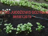 Sijotas Juodžemis-durpžemis-juodžemis Su Mėšlu - nuotraukos Nr. 2