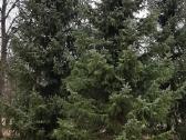 Parduodamos Juodosios pušys ir Paprastos pušys - nuotraukos Nr. 19