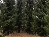 Parduodamos Juodosios pušys ir Paprastos pušys - nuotraukos Nr. 20
