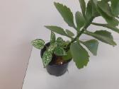 Kalanchoe+ Peperomia+hypoestes - nuotraukos Nr. 2