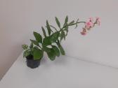 Kalanchoe+ Peperomia+hypoestes - nuotraukos Nr. 3