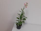 Kalanchoe+ Peperomia+hypoestes - nuotraukos Nr. 4