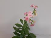 Kalanchoe+ Peperomia+hypoestes