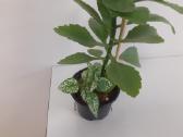Kalanchoe+ Peperomia+hypoestes - nuotraukos Nr. 5