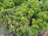 Juodosios Nigra ir kalnų pušys bonsai vazonuose - nuotraukos Nr. 10