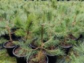 Juodosios Nigra ir kalnų pušys bonsai vazonuose - nuotraukos Nr. 7