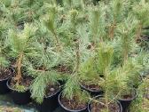 Juodosios Nigra ir kalnų pušys bonsai vazonuose - nuotraukos Nr. 16