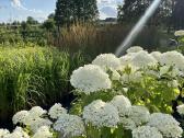 Hortenzijų pardavimas - Medelynas - nuotraukos Nr. 18