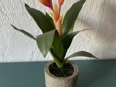 Dirbtinė gėlė- bromelia