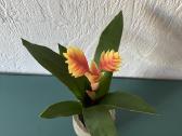 Dirbtinė gėlė- bromelia - nuotraukos Nr. 2