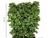 Fagus Sylvatica -Paprastasis bukas